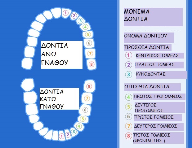 ΤΑ ΜΟΝΙΜΑ ΔΟΝΤΙΑ ΜΑς